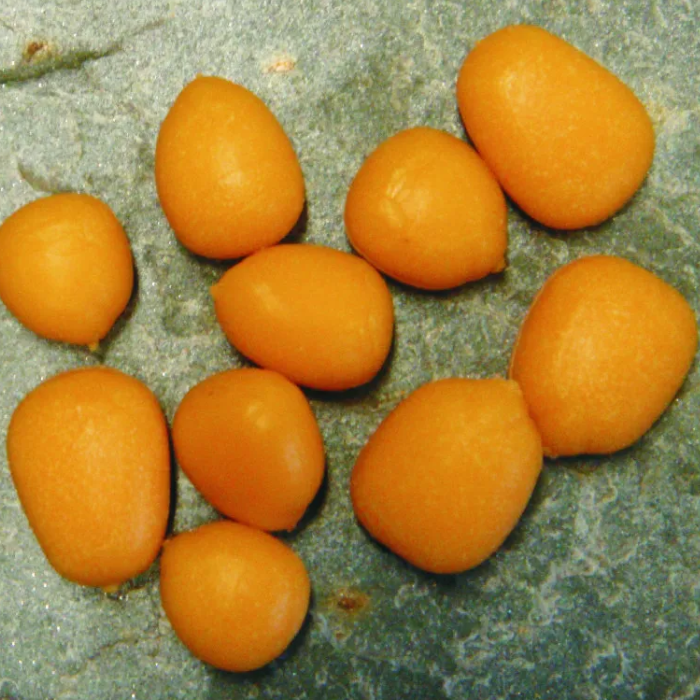 Enterprise Tackle Imitation Maize