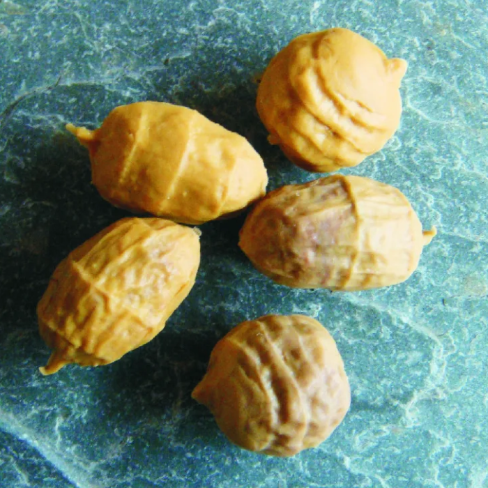 Enterprise Tackle Pop Up Tiger Nuts